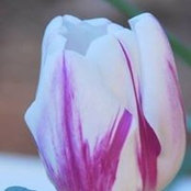 Katie Lenihan's photo