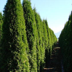 Frost Nursery 065.JPG - Plants