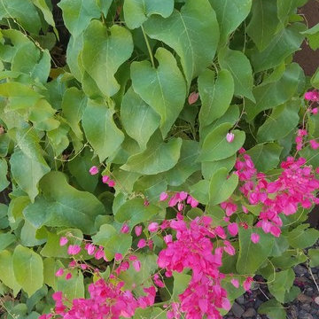 Antigonon leptopus_Queen's Wreath