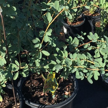 Southwestern Plants