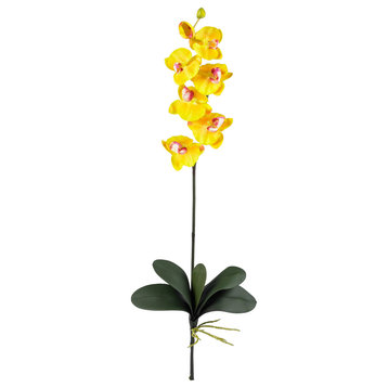 Phalaenopsis Stem, Set of 6