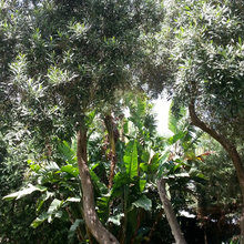 il mio giardino