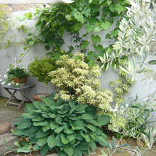 Landscape Plants Tucked in Corners and Niches
