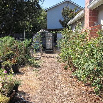 California Native Plants