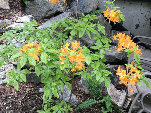 Shrub with orange flowers