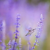 Jennifer Sinclair's photo
