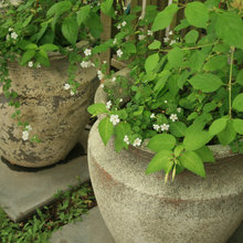 Pots/Planting Vessels