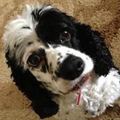 Stacy Wright's photo