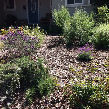 Mediterranean Plants for a front Lawn Substitution