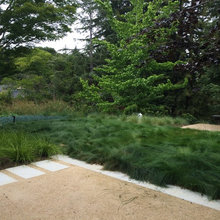 Lawn alternatives