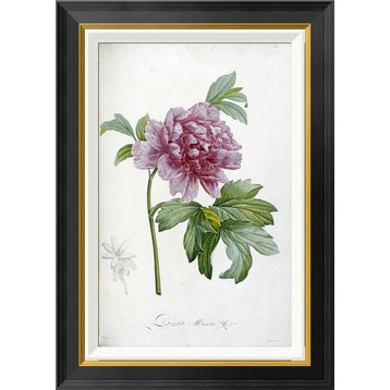 "Engraving of a Peony" Framed Canvas Giclee by Pierre Joseph Redoute, 20x28"