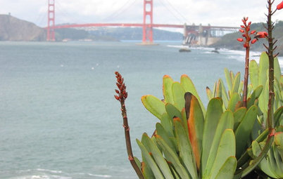 Great Design Plant: Fan Aloe