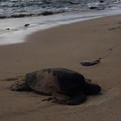 Carolyn Macfarlane's photo