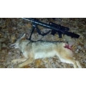 Badd Dog-Down's photo