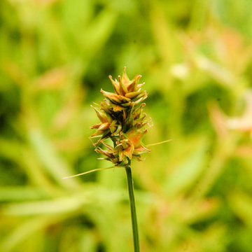 Great Design Plant: Carex brevior
