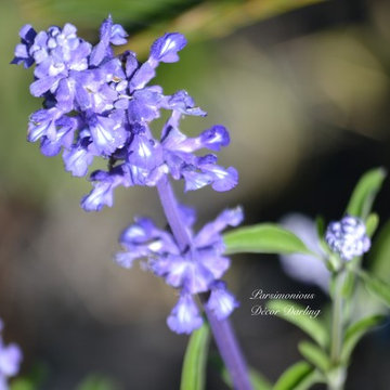 English Lavender