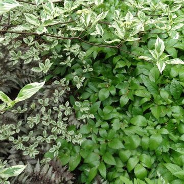 Shade garden