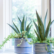 Indoor planters