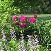 Deb Goepfert's photo