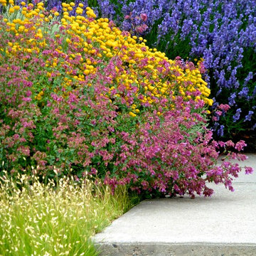 Colorful border:Lavender,Gray Santolina ,Ornamental Oregano and Buffalo Grass