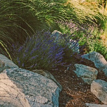Boulders and Lavender
