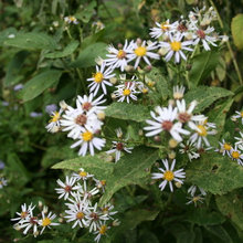 Asters -fall flowers