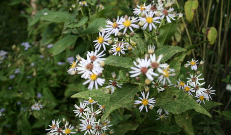 6 Native Ground Covers for Tough, Dry Spots