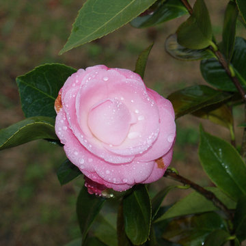 La casa de las 1000 camelias