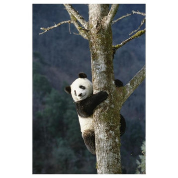 "Giant Panda climbing tree, Wolong Valley, China" Paper Print, 14"x20"