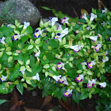 MY GARDEN
