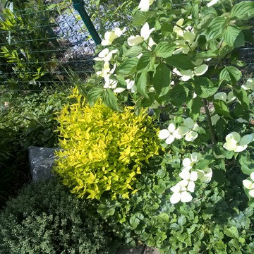 planting, plants, Pflanzungen