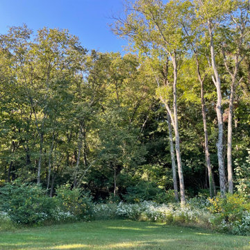 After invasive removal; honeysuckle&wintercreeper