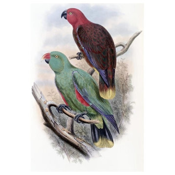 "Riedel's Parrot" Digital Paper Print by John Gould, 18"x24"