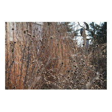 seeds