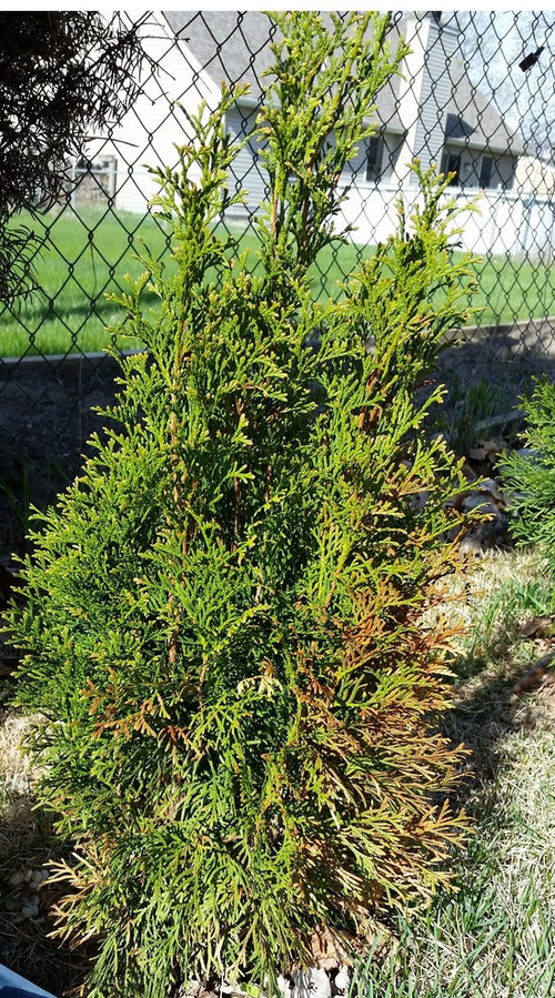 Arborvitaes turning brown