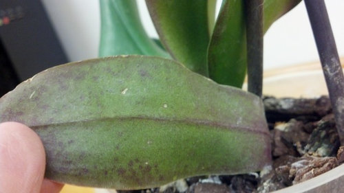 Orchid Fertilizer Walmart