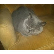 Susan Ward's photo