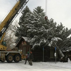 Arbor Solutions Tree Care