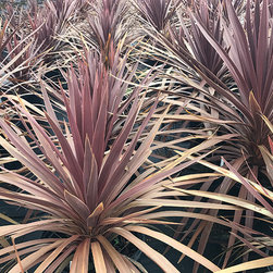 Current Featured Plants - Products