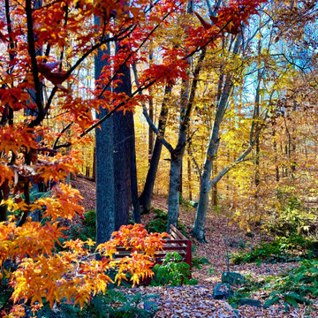 'Shishigashira' Japanese maple and beech forest