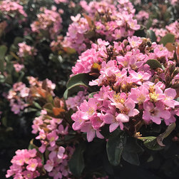 Current Featured Plants - Products