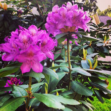 Outdoor/Garden