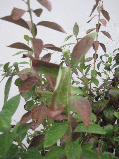 Blueberry leaves turning brown