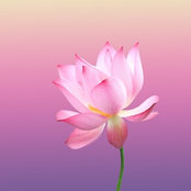 Annabel Allard's photo