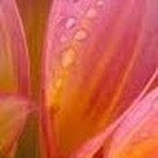 Linda Pink's photo
