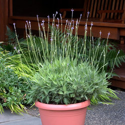 Green Fern-Leaf Lavender - Plants
