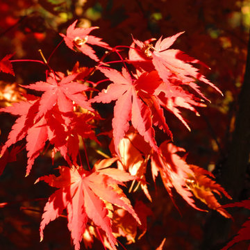 Japanese Maples