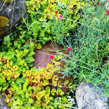 RAIN GARDENS, BIO-SWALES, GREEN DRAINAGE SOLUTIONS