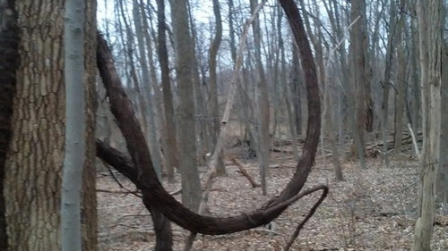 How can a vine get this big
