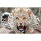 Paul Katuse's photo
